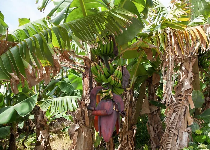 別荘 Quinta Do Pico *