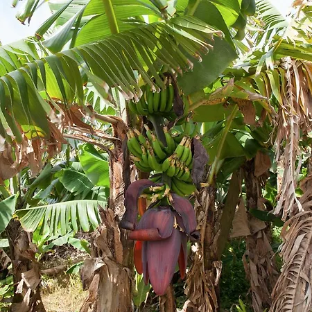 בית נופש Quinta Do Pico *